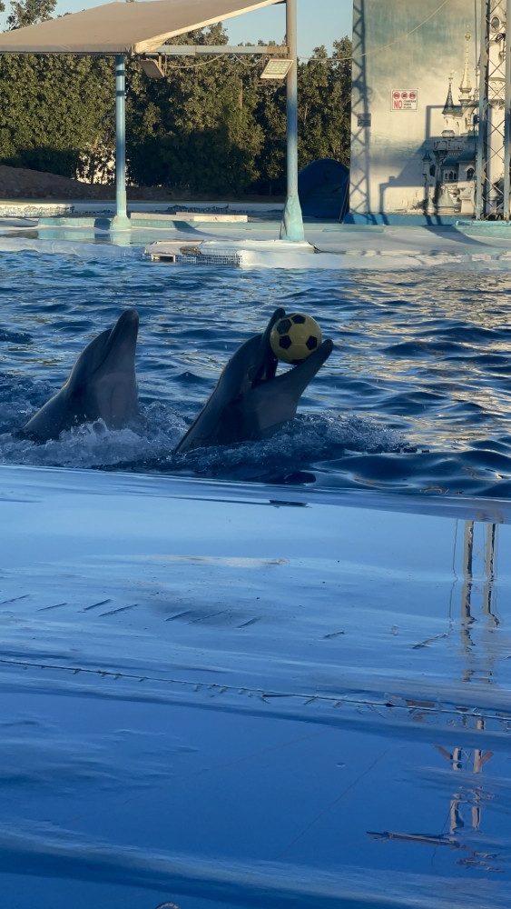 Delfinárium 11