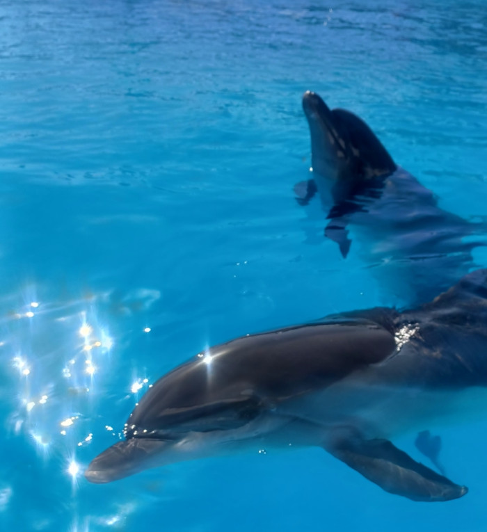 Delfinárium 8