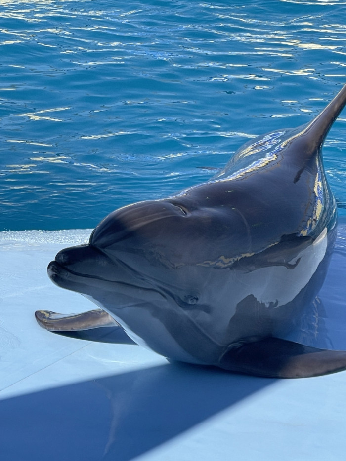 Delfinárium 9