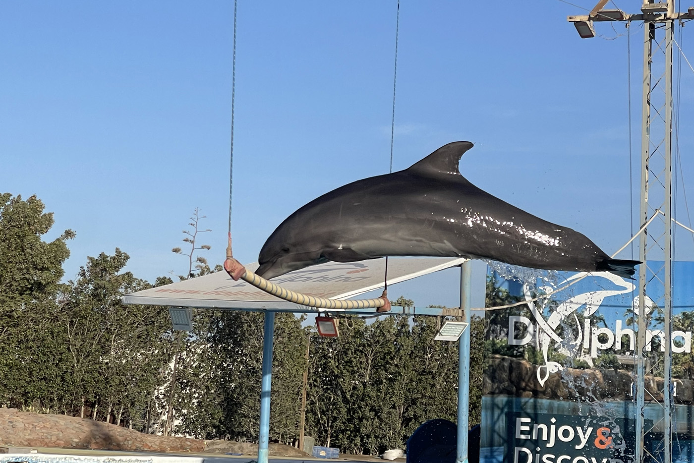 Delfinárium Delfinárium